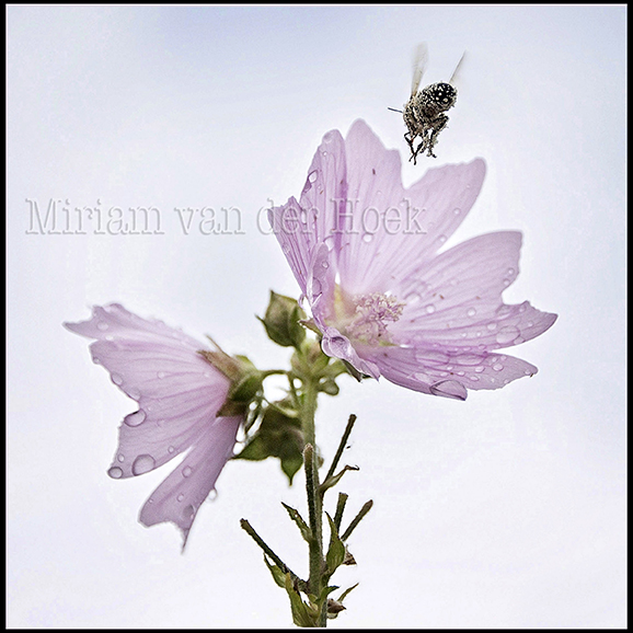 vertrouwen